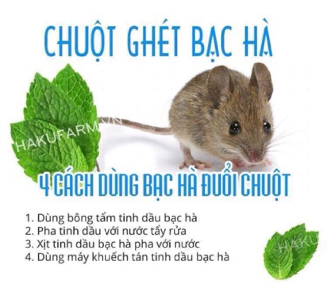 Tinh dầu bạc Hà Huế nguyên chất giúp chống chuột rất tốt