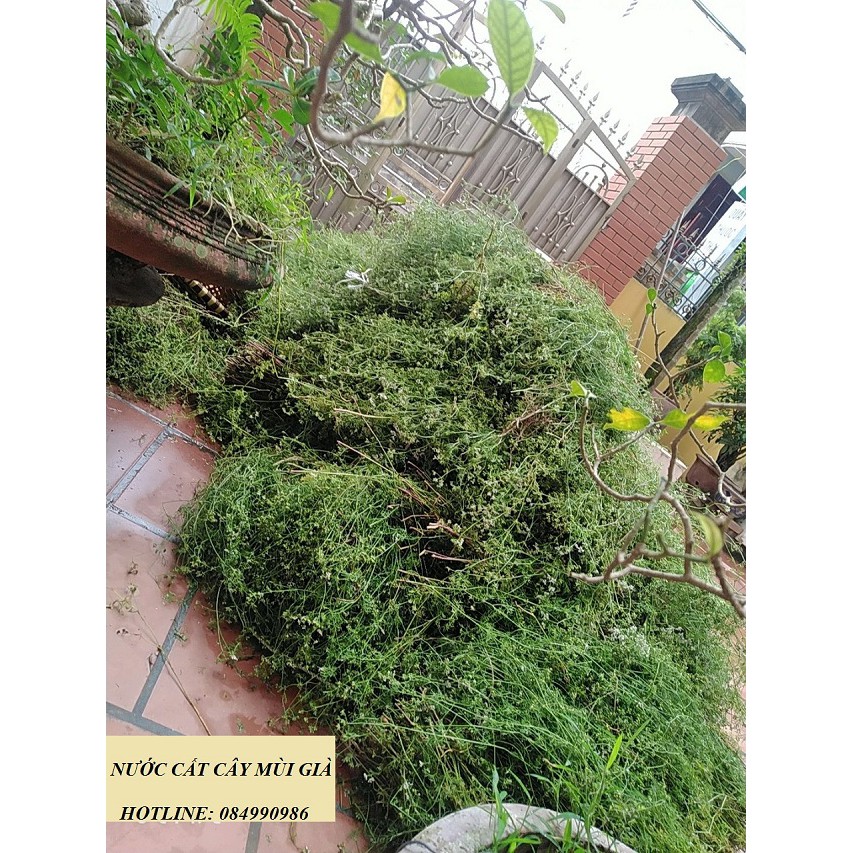 Nước cất cây mùi già