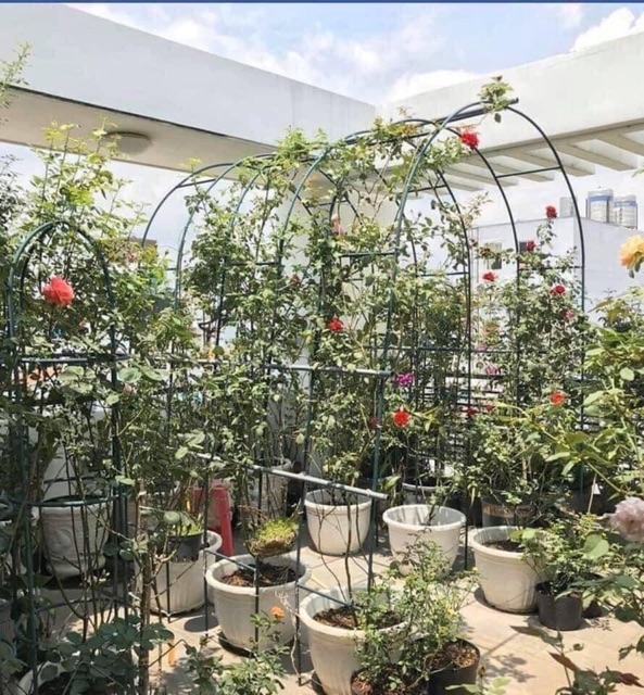 Khung vòm dành cho hồng leo