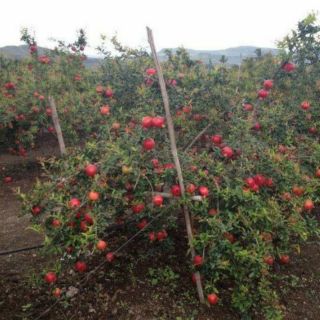 Lựu đỏ thái.... đang hoa