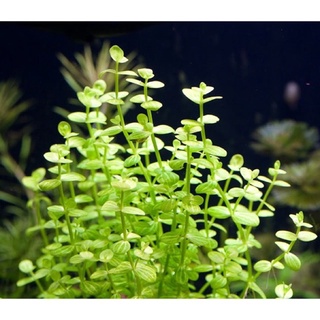 Cây thủy sinh dưa hấu (15 nhánh)
