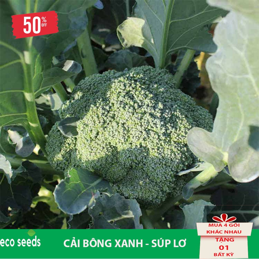 [Sale 50%] Hạt giống Bông Cải Xanh R2 Eco seeds - Súp Lơ KLT 500mg, Tỷ lệ nảy mầm cao, cây sinh trưởng và phát triển tốt