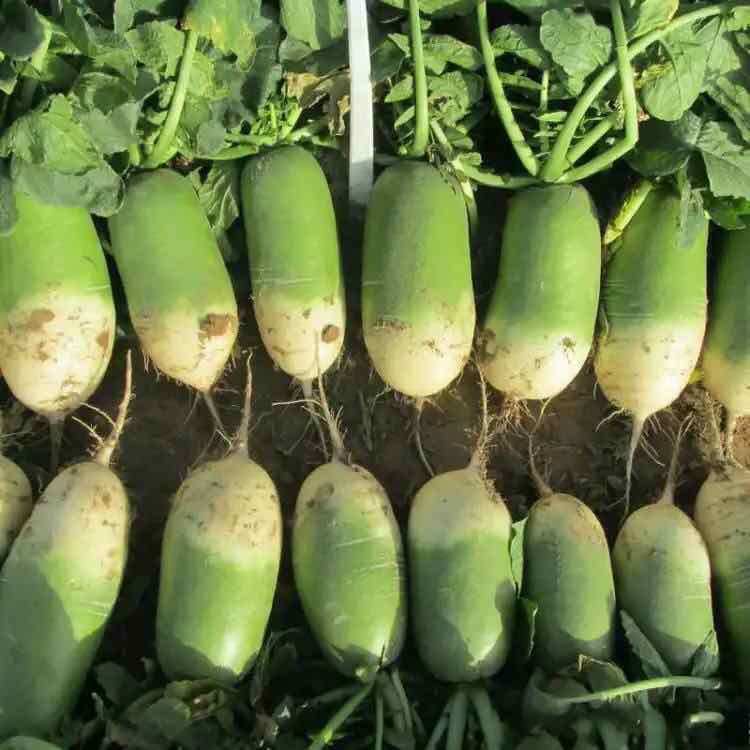 20h Hạt Giống Củ Cải Xanh KIMCHI DỄ TRỒNG LẮM