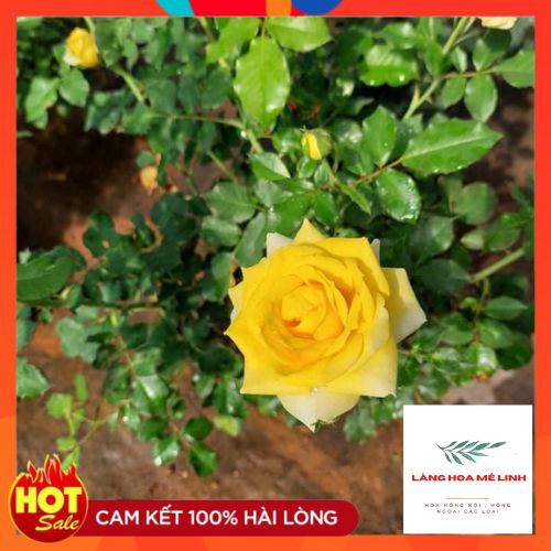 Hoa hồng cổ Sơn La vàng  cực đẹp - Làng Hoa Mê Linh