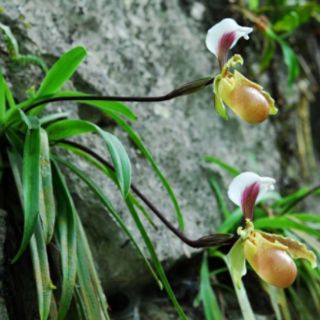 Lan hài COOCI