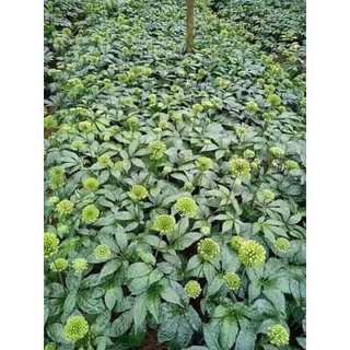 500g nụ hoa tam thất khô