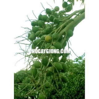 cau tứ quý