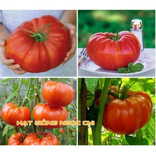 Hạt Giống Cà Chua Khổng Lồ - 20 Hạt