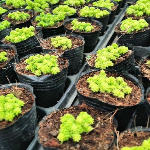 SEN ĐÁ SEDUM DẠ QUANG