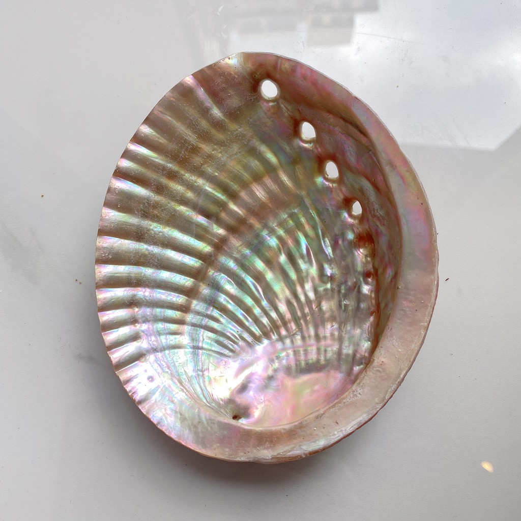 Đĩa Ốc Xà Cừ Hồng Nhật Bản - Vỏ sò đốt xô thơm (Natural Abalone Shell) - Thảo Mộc Xông Nha | BigBuy360 - bigbuy360.vn