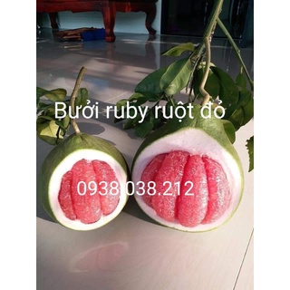 CÂY BƯỞI RUBY RUỘT ĐỎ CHUẨN F1 ( TRÁI BƯỞI THÁI RUỘT ĐỎ )