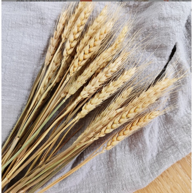 Lúa mạch khô tự nhiên, màu vàng trang trí bình, decor chụp ảnh