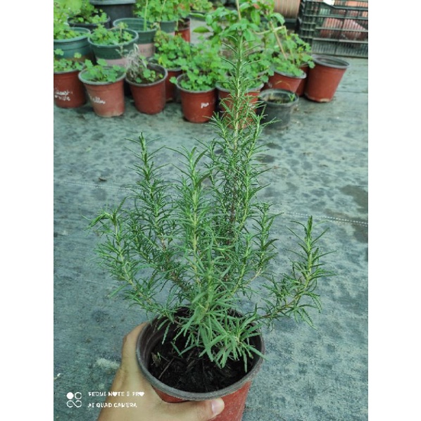 cây hương thảo (rosemary)  [tặng kèm phân bón ]