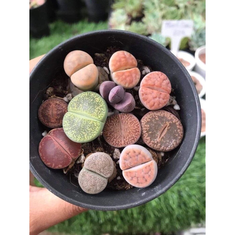 BÁN LẺ SEN ĐÁ MÔNG, THẠCH LAN, LITHOPS, SEN ĐÁ BÁN LẺ, nhiều màu sắc