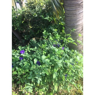 Cây Hoa Đậu Biếc Nhà Trồng