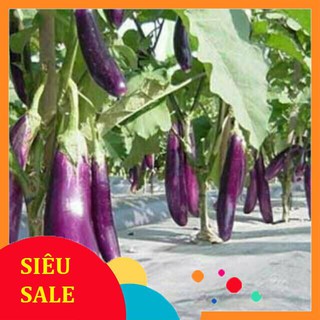 1g Hạt giống Cà tím (tặng gói Kích nẩy mầm và Hướng dẫn)