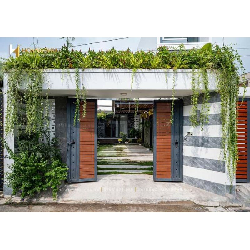 Cây 🌲 Cúc Tầng Ấn Độ