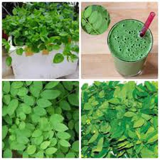 HẠT GIỐNG RAU NGÓT (1G)