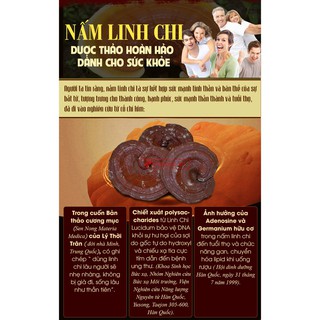 [HÀNG MỚI] Nấm linh chi Đỏ dạng khay HÀN QUỐC