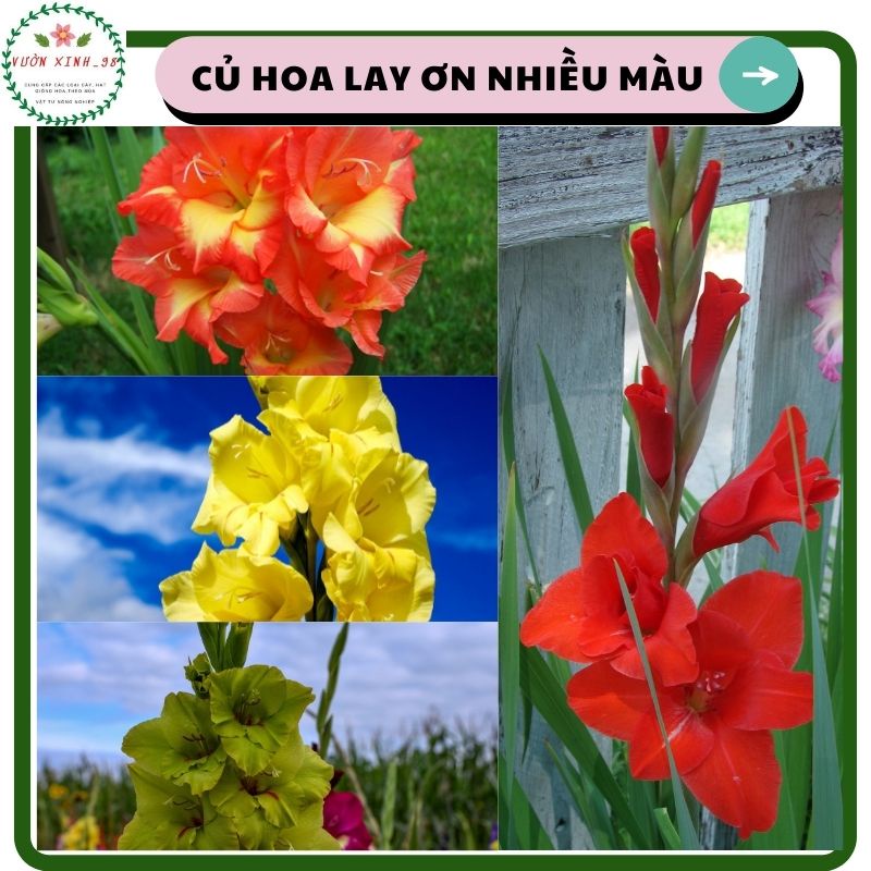 1kg Củ hoa lay ơn(hoa rơn) đã được kích mầm và xử lí nấm, bảo quản trong kho lạnh, màu tự chọn (1kg 50-70 củ)