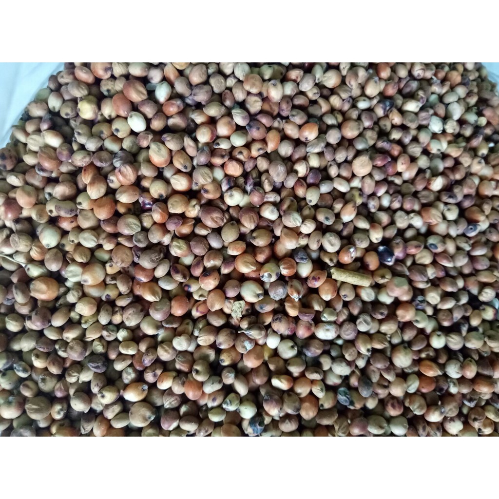 [HÀNG SẠCH] 500GRAM CAO LƯƠNG ĐỎ (BO BO ĐỎ) CHO CHIM,VẸT