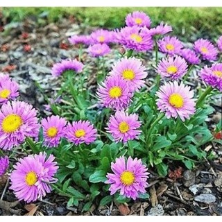 Hạt giống hoa Cúc thạch thảo - Gói 100 hạt