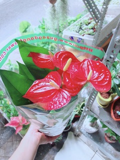 Cây Hồng Môn