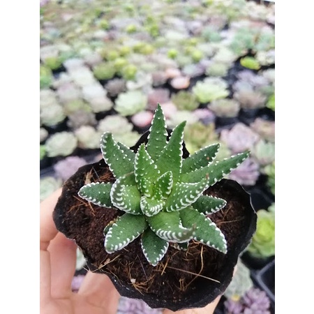 Cây sen đá Móng rồng thuần khí hậu, cây Móng rồng siêu xinh có sức sống mãnh liệt, màu xanh trắng tự nhiên mạnh mẽ