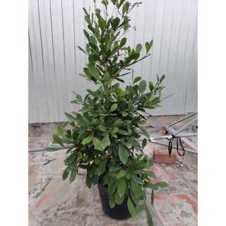 thần kỳ.cao 80.90 cm( đang trái và hoa) tặng kèm phân bón