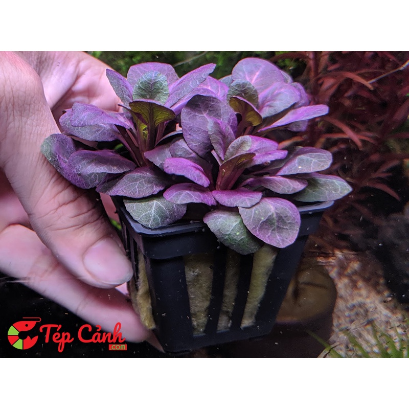 HỒNG BA TIÊU - CÂY CẮT CẮM - CÂY THỦY SINH DỄ TRỒNG TIỀN CẢNH, TRUNG CẢNH CHO HỒ CÁ THỦY SINH