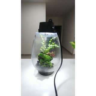 1 bộ Bình thủy tinh terrarium