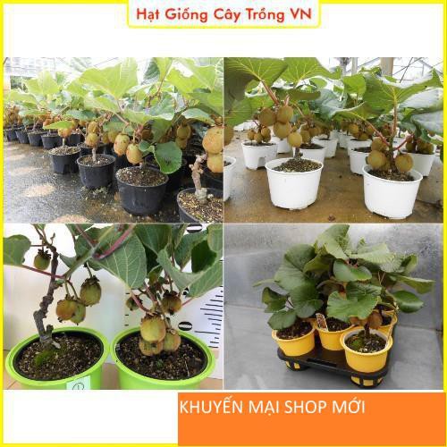 Hạt giống Kiwi trồng chậu - gói 30 hạt khuyến mại shop mới