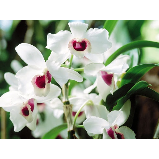 Phân đạm đậu nành  humic