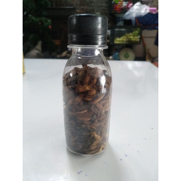 Sâu worm dành cho Hamster