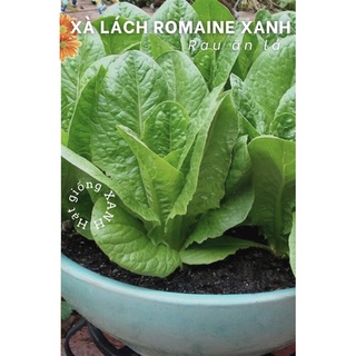 Hạt giống xà lách romaine xanh gói 2gr