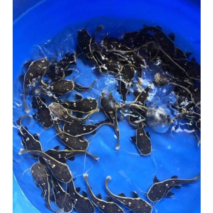 cá hồng vỹ giống 6 cm