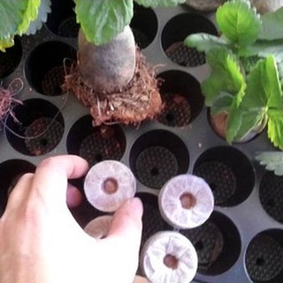 Viên nén ươm hạt xơ dừa - viên nén ươm hạt - 10 viên -sth