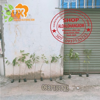 combo 5 cây trầm hương ( cây giống )