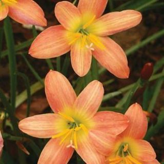 Củ hoa huệ mưa ngoại màu cam