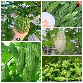 Bộ 5 gói hạt giống mướp đắng các loại