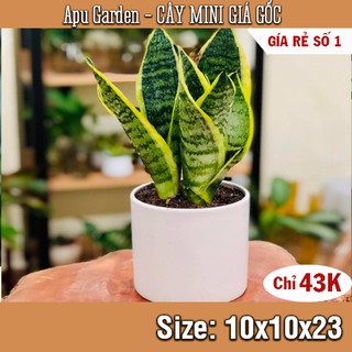 [RẺ VÔ ĐỊCH] Lưỡi Hổ viền Vàng 23cm