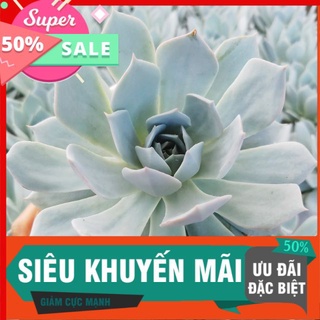 Sen đá ngọc trinh size trung