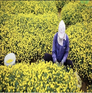 Trà hoa cúc - Đặc sản Đà Lạt 100gr