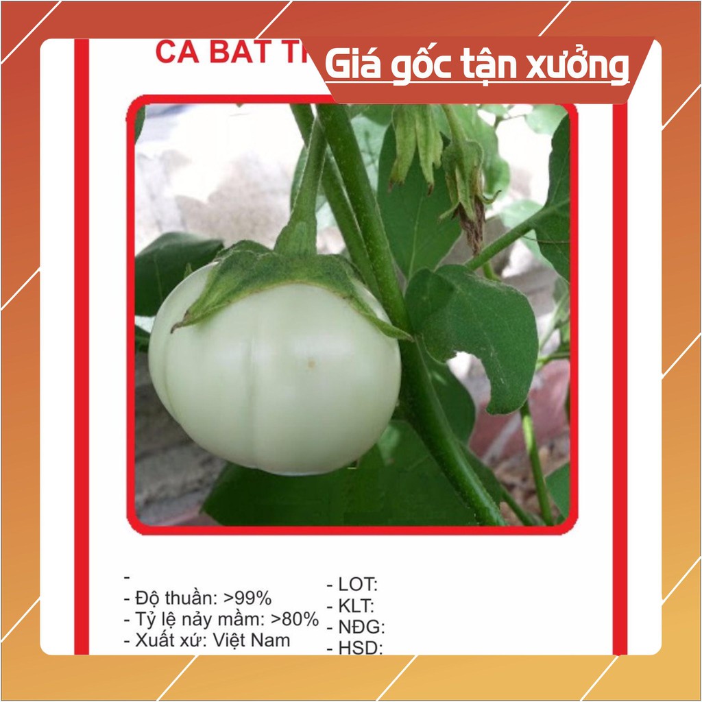 Hạt giống Cà đĩa Trắng 1Gram Hạt giống