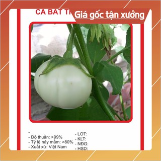 Hạt giống Cà đĩa Trắng 1Gram Hạt giống