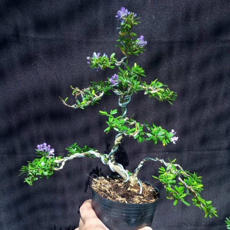 Linh sam 86 bonsai siêu đẹp
