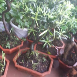 Chậu tùng la hán mini để bàn