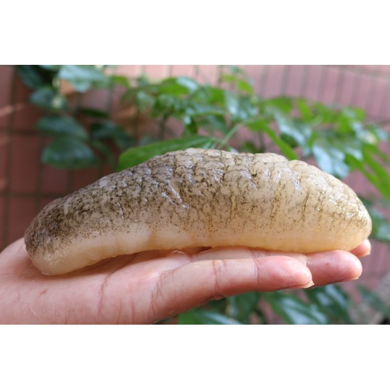 Hải sâm khô Úc ( 100g size 10 - 12 con ) | BigBuy360 - bigbuy360.vn