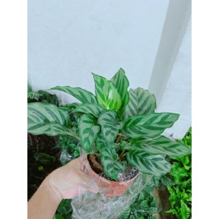 Đuôi công xanh ( loại lớn )