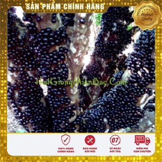 HẠT GIỐNG NHO THÂN GỖ ( 3 hạt )